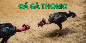 đá gà thomo