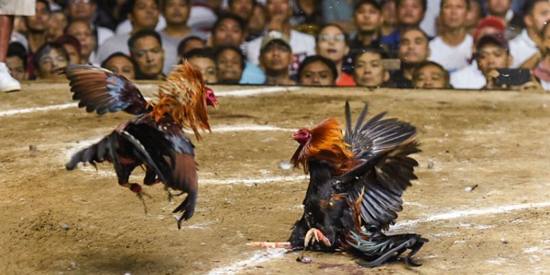 Lý do mà các bạn nên tham gia chơi cược kèo chọi gà thomo tại nhà cái uy tín 